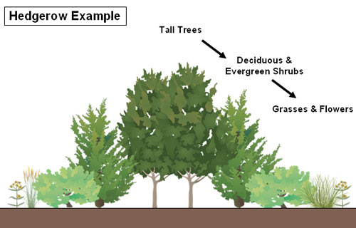 Best Plants For Natural Hedgerows