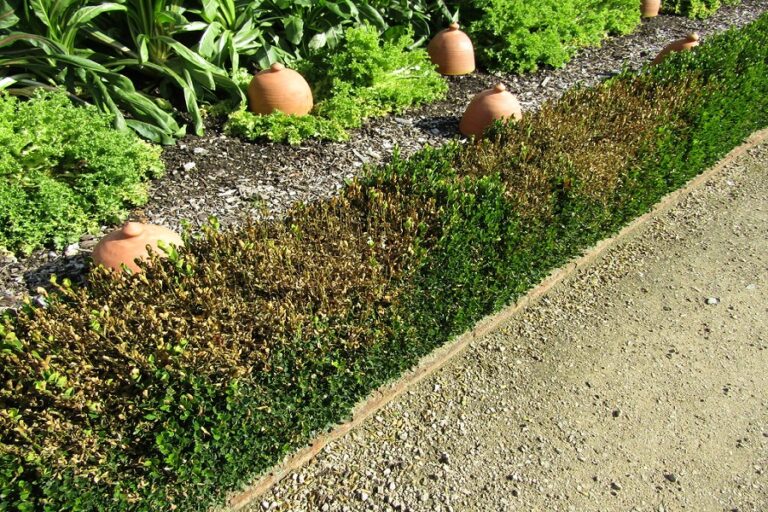 Common Hedge Diseases And Treatment