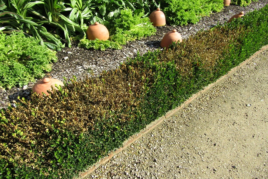 Common Hedge Diseases And Treatment