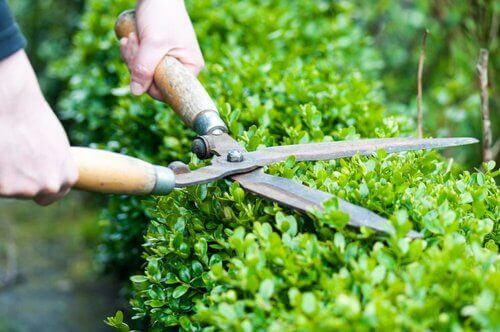 How To Shape Hedges For Beginners