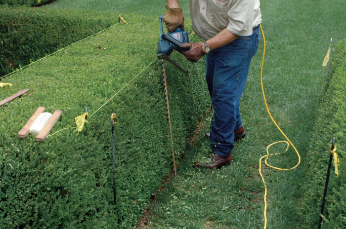 How To Trim A Hedge Properly