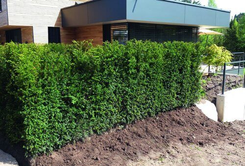 How To Plant A Hedgerow Step By Step