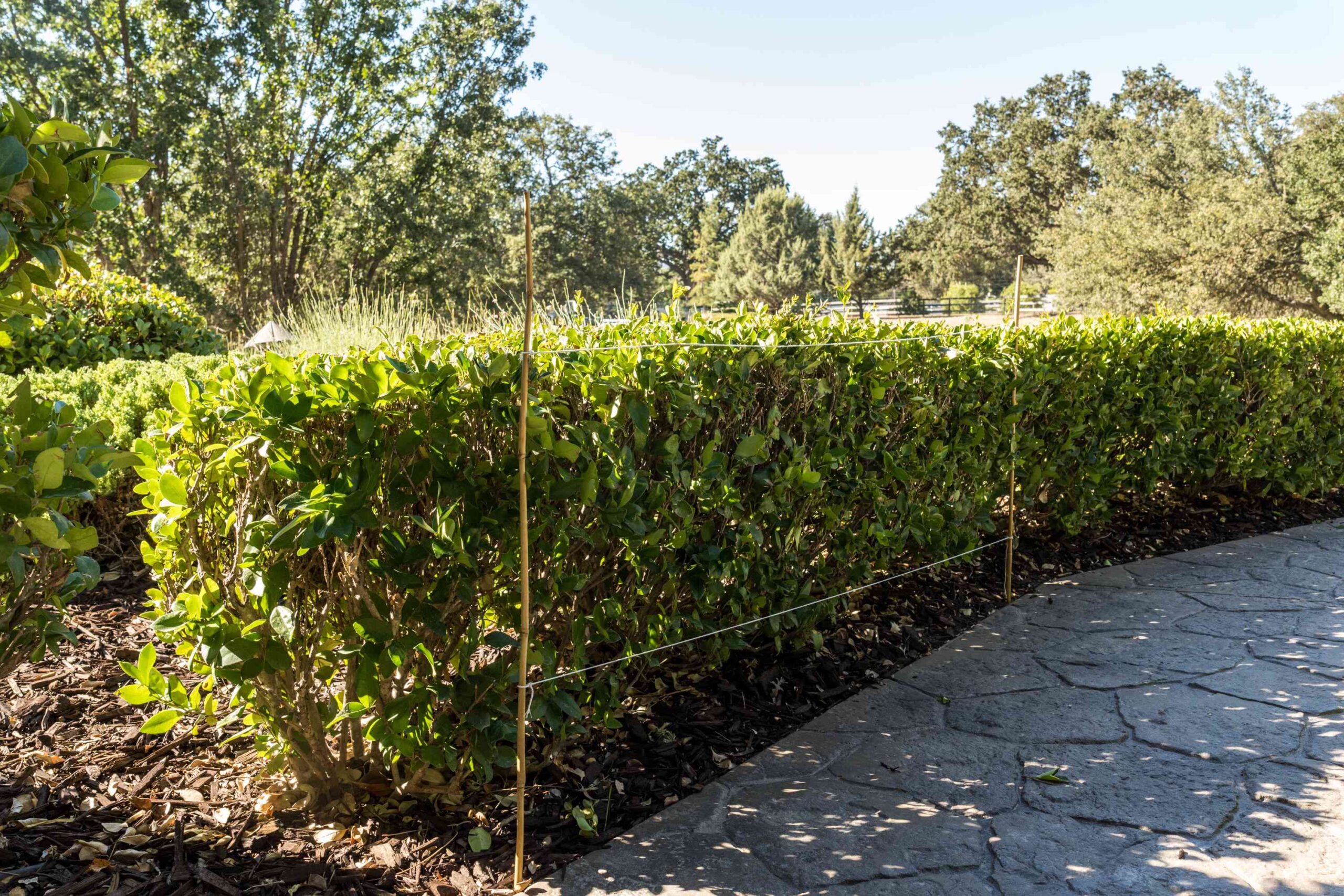 How Often Should You Trim Hedges