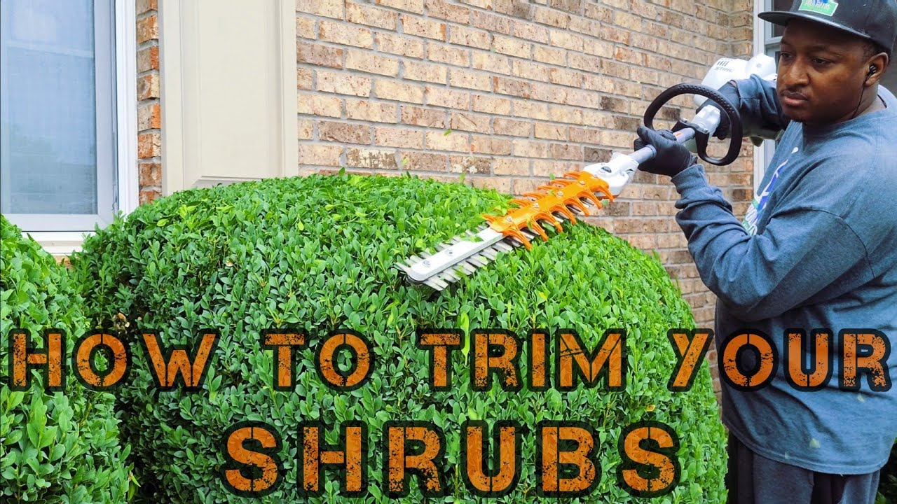 How To Trim A Hedge Properly