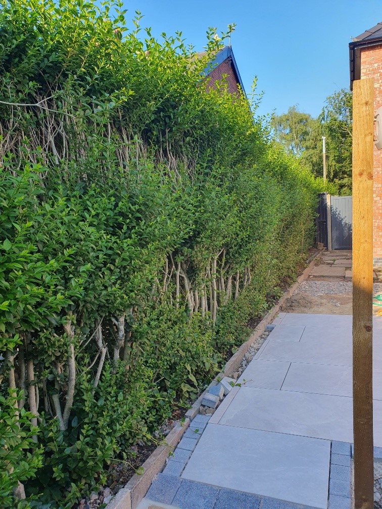 Fast Growing Hedging Plants Guide