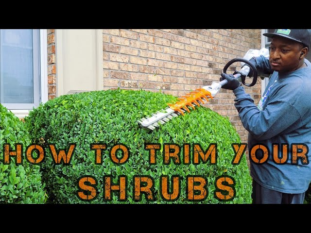 How Often Should You Trim Hedges