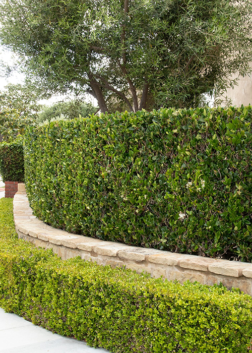 Laurel Hedge Vs Privet Hedge