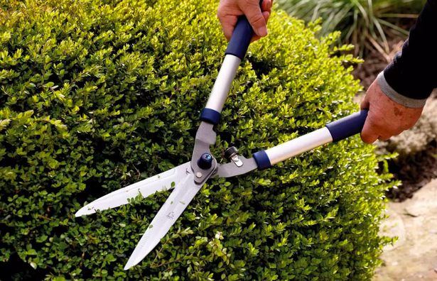 Best Hedge Trimmer Vs Pruning Shears