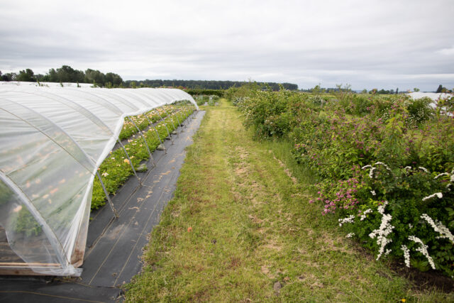 Mixed Hedgerow Vs Single Species Hedge