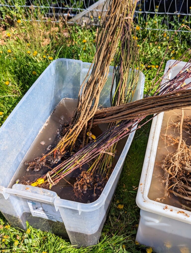 Bare Root Hedges Vs Potted Hedges