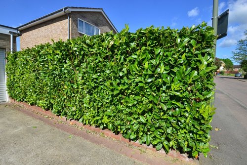 Privacy Hedge Vs Fence