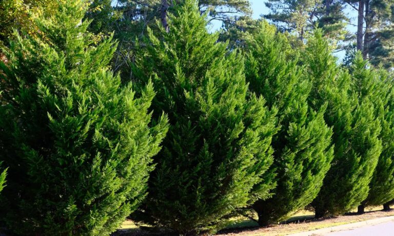 Arborvitae Vs Leyland Cypress