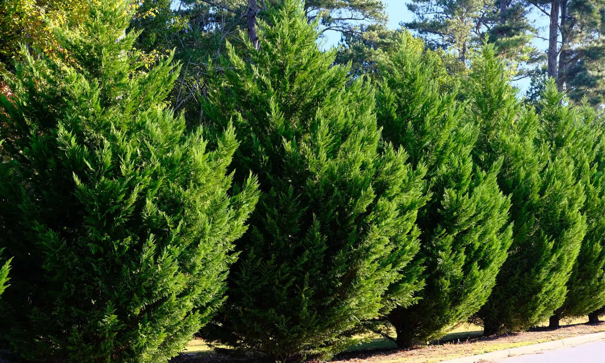 Arborvitae Vs Leyland Cypress