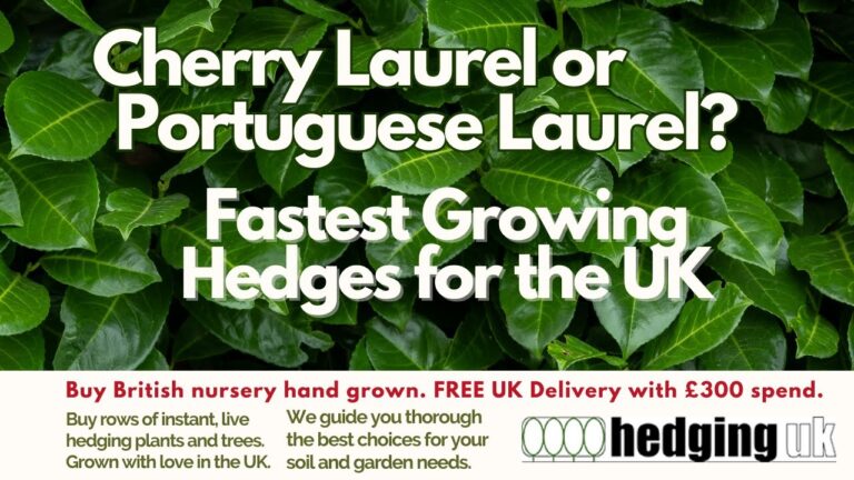 Laurel Vs Cherry Laurel Hedge