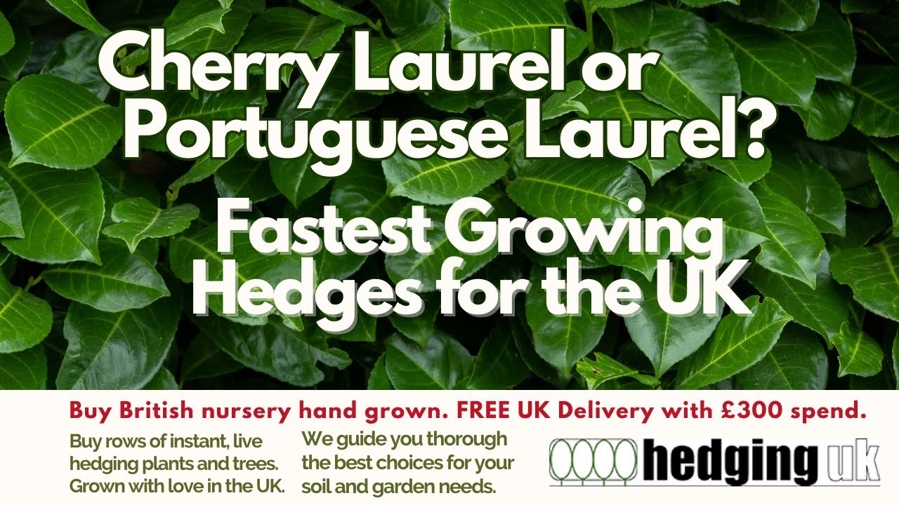 Laurel Vs Cherry Laurel Hedge