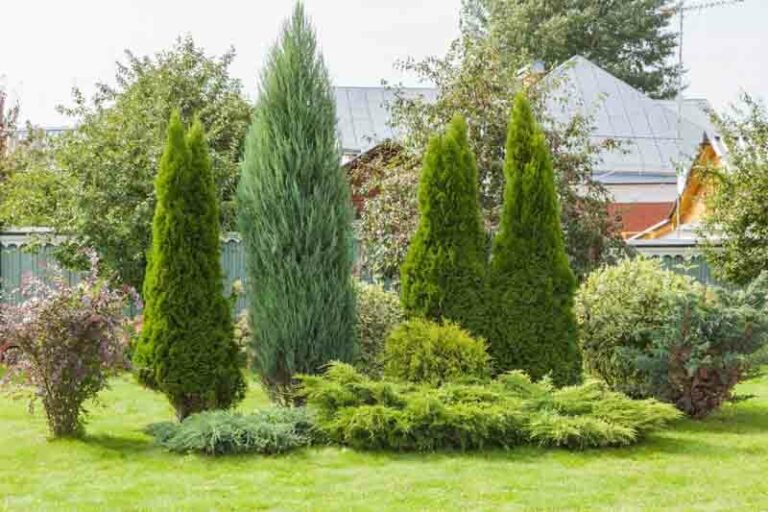Evergreen Hedge Vs Deciduous Hedge