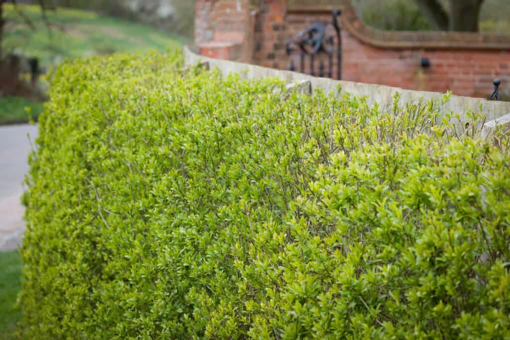 Privet Hedge Vs Boxwood Hedge