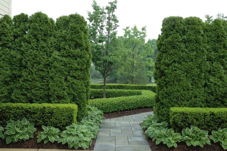 English Yew Vs Arborvitae