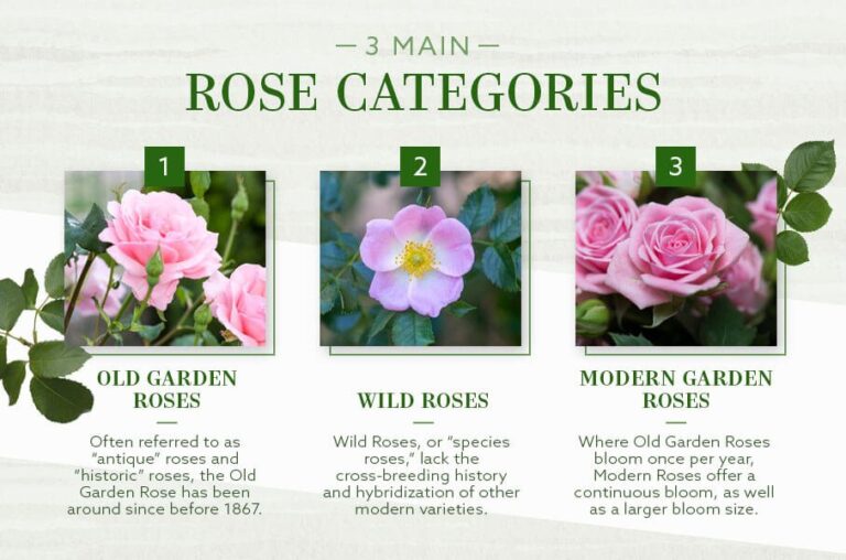Climbing Roses Vs Shrub Roses