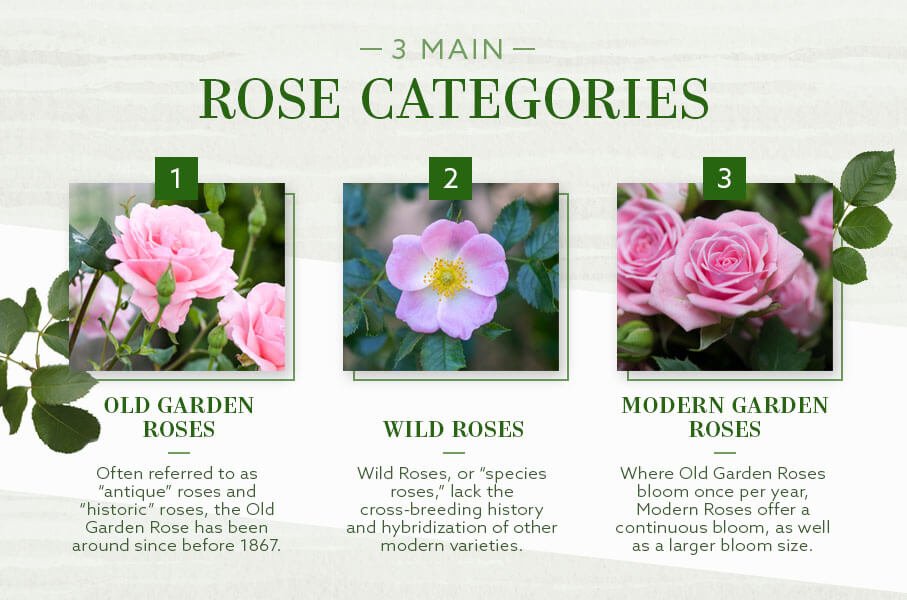 Climbing Roses Vs Shrub Roses