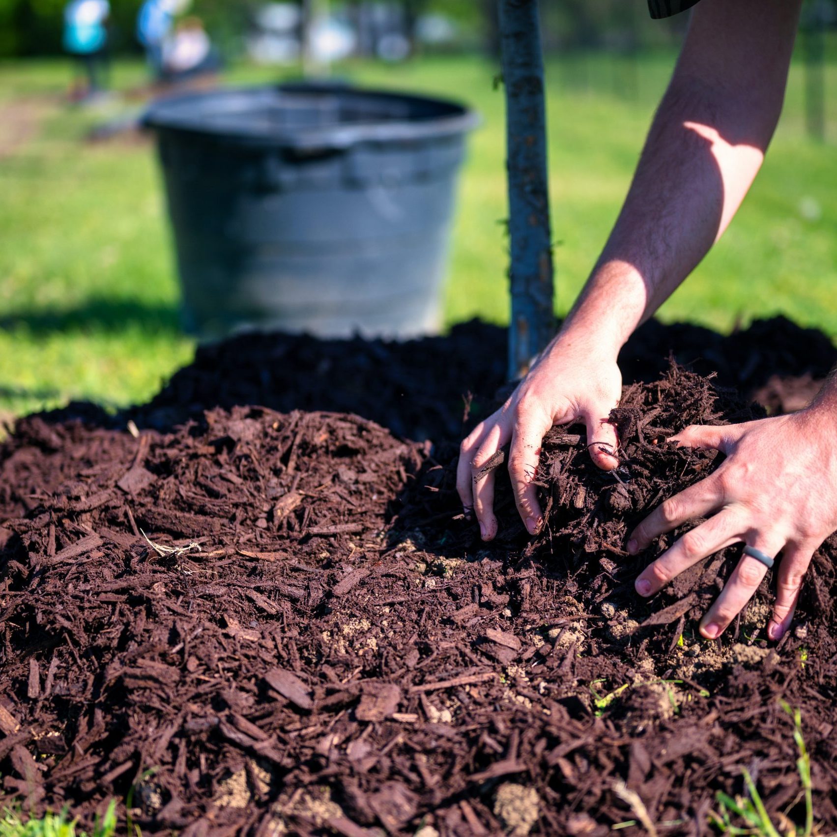 Compost Vs Mulch