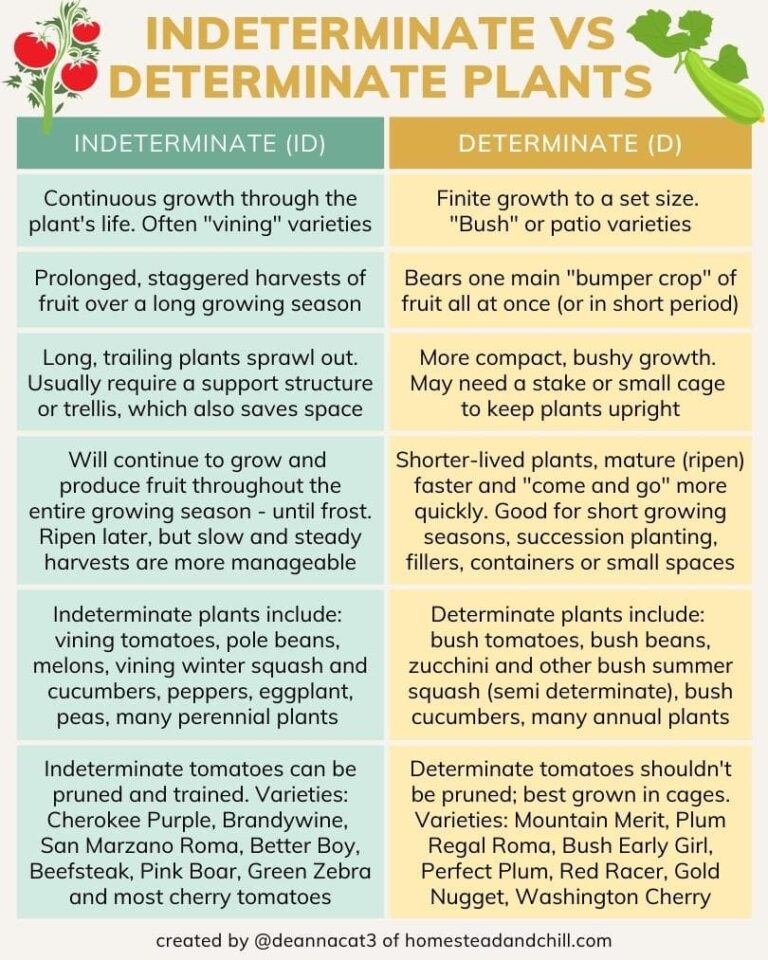 Determinate Vs Indeterminate Tomatoes