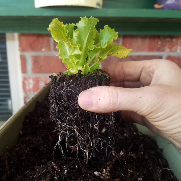 Direct Sow Vs Transplant