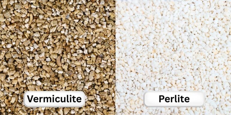 Perlite Vs Vermiculite