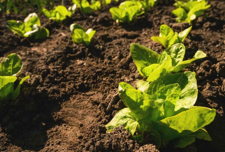 How To Improve Clay Soil Naturally