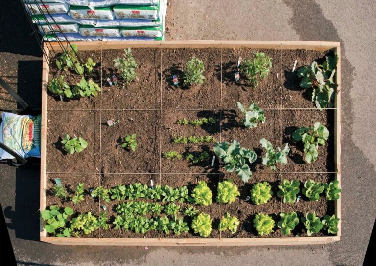 Container Gardening Vs Raised Beds