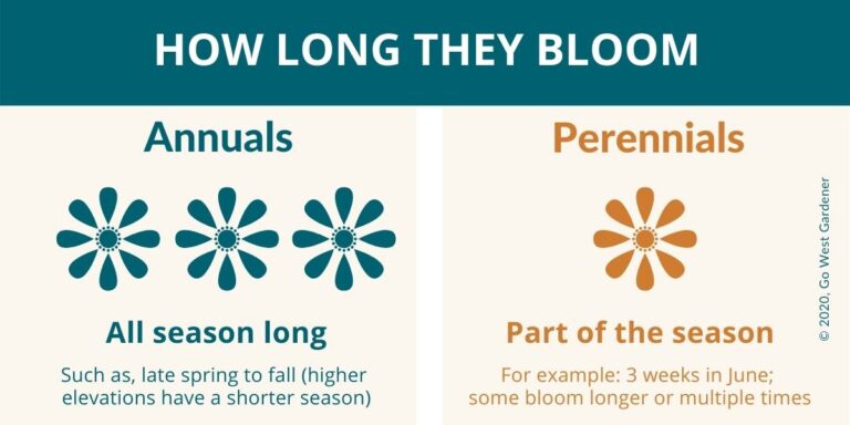 Annuals Vs Perennials