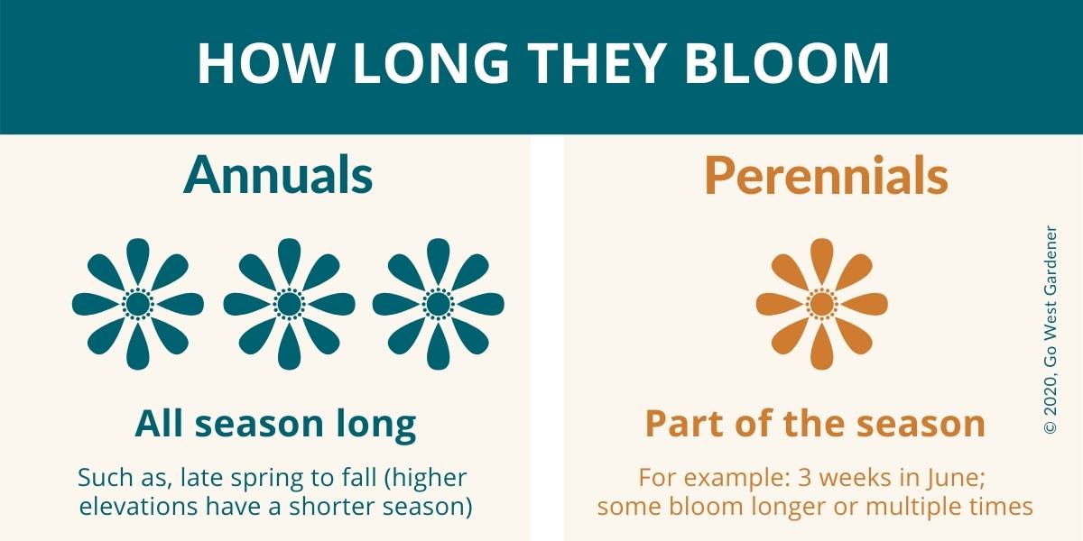 Annuals Vs Perennials