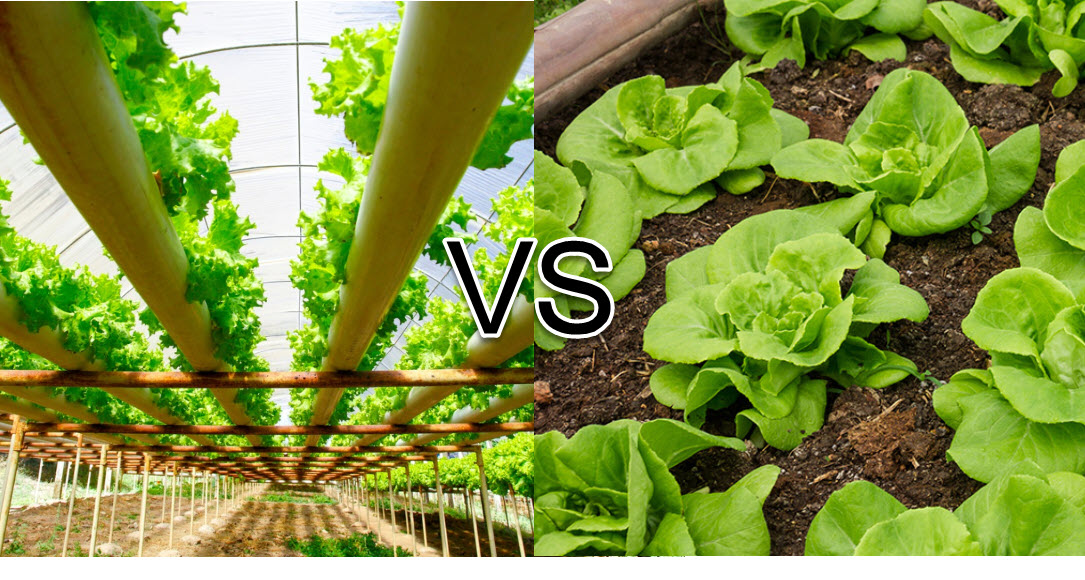 Hydroponics Vs Soil Gardening