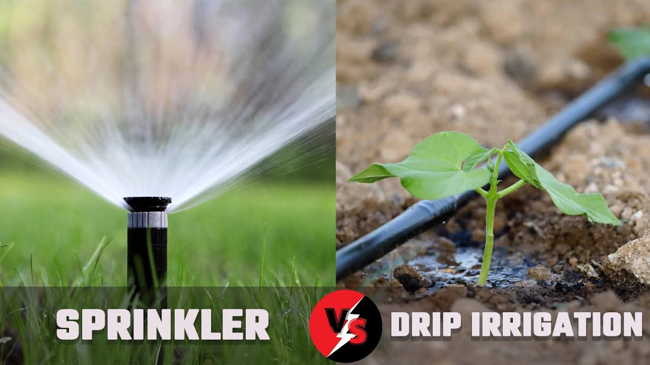 Drip Irrigation Vs Sprinkler Irrigation