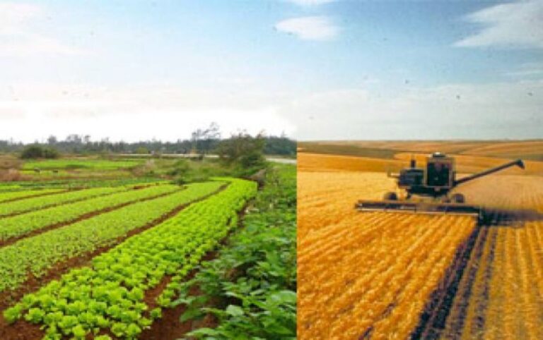 Organic Gardening Vs Conventional Gardening