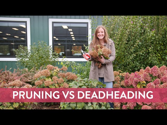Deadheading Vs Pruning
