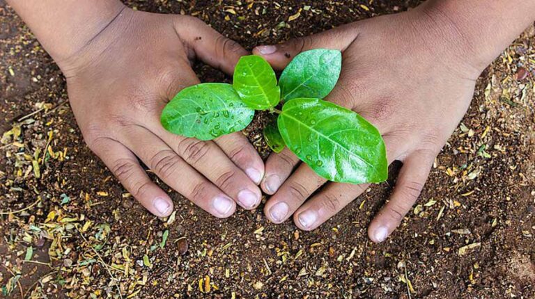 Seeds Vs Seedlings