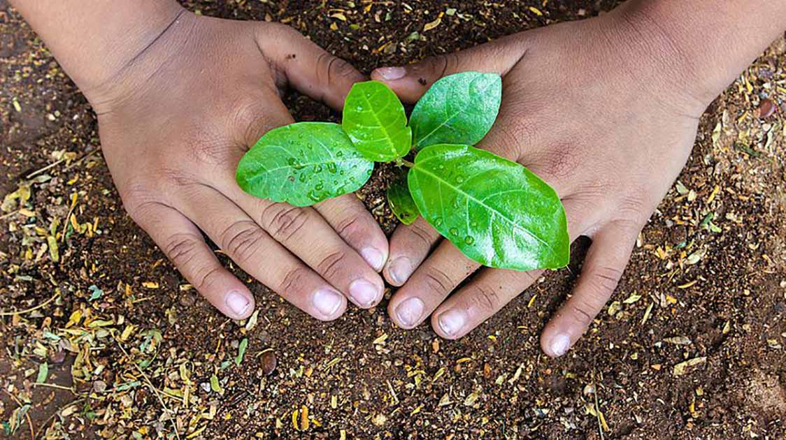 Seeds Vs Seedlings